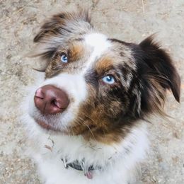 Miniature Australian Shepherds from Ferncreek Aussies