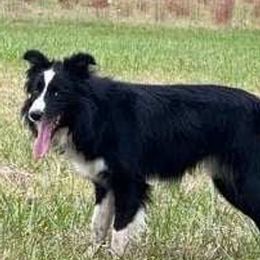 Dan - Border Collie