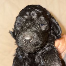 Girl 4 - Black female Goldendoodle puppy in Holly, Colorado from Vida’s Loving Doodles
