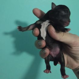 Chihuahua Puppies from CristinaXio Chihuahuas