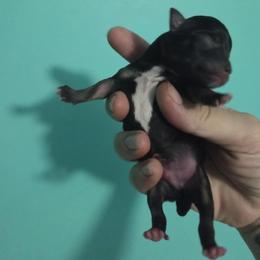 Chihuahua Puppies from CristinaXio Chihuahuas