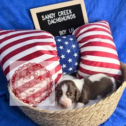 Pecan - Piebald male Dachshund puppy in Rosanky, Texas from Sandy Creek Miniature Dachshunds