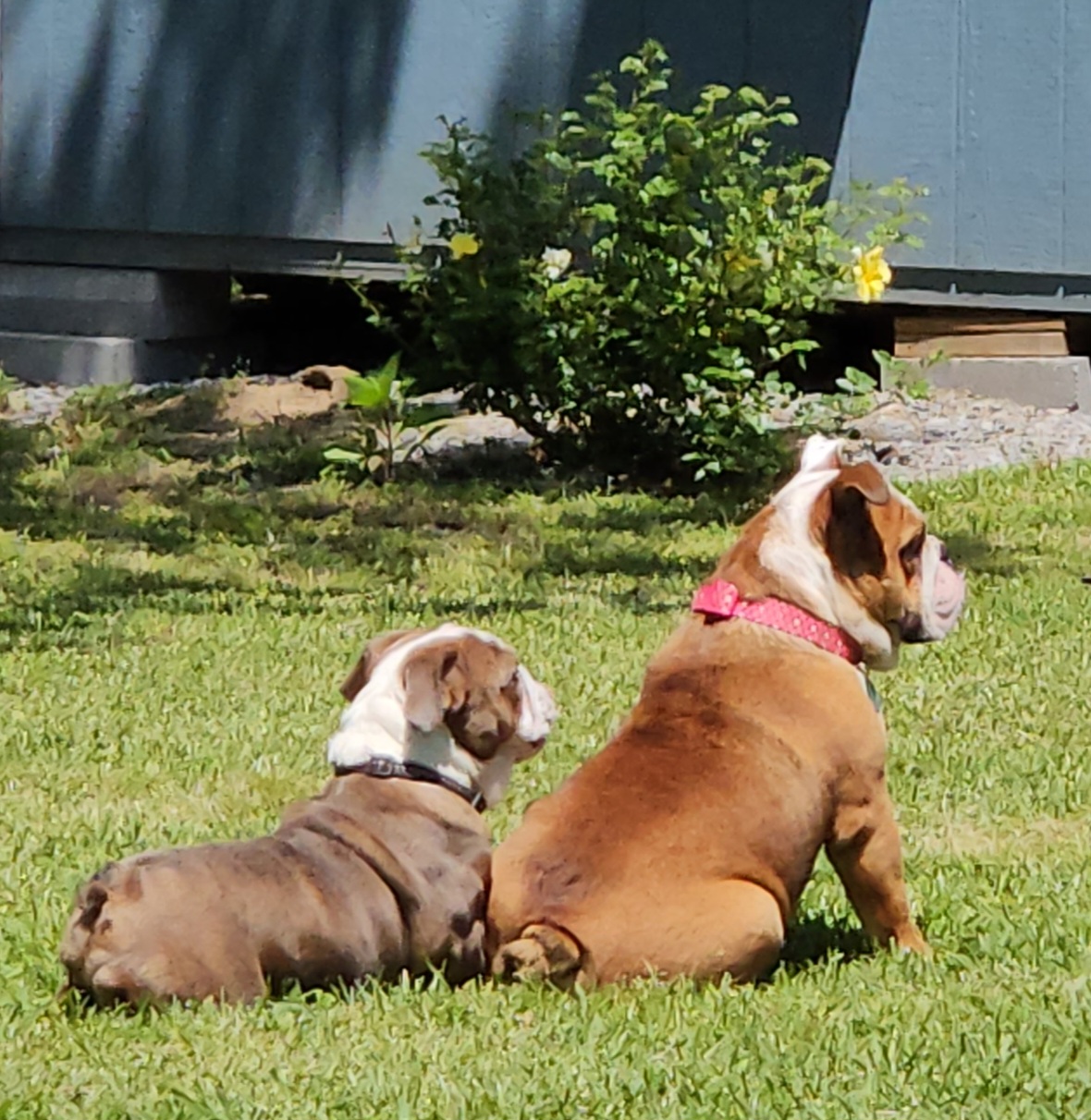 Bulldogs from J&B Quality Bulldogs