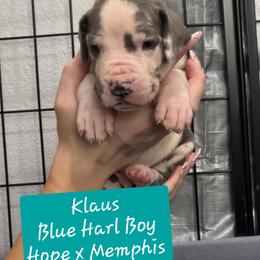 Klaus - Blue and white male Great Dane puppy in Longview, Texas from Lazy A Danes