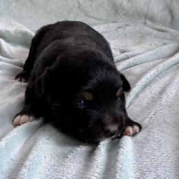 Breve - Black tri female Miniature Australian Shepherd puppy in Mount Carmel, Tennessee from Hill Top Mini Aussies
