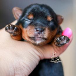 Yorkshire Terrier Puppies from Essence of Grace Yorkies