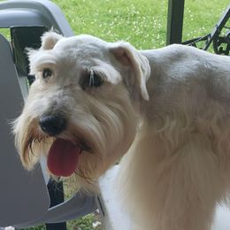 Teddy - Miniature Schnauzer