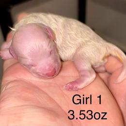 Honeybee - White and buff female Bichon Frise puppy in Lavon, Texas from Sissy’s Heavenly Paws