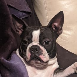 Brandy - Boston Terrier
