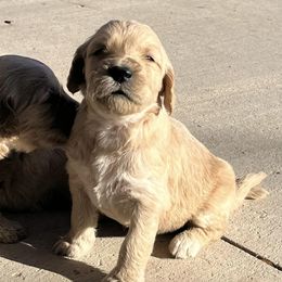 Goldendoodles from Beemba Goldens