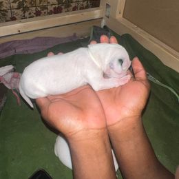 Dallas - Dalmatian puppy from Andersons Toy Box LLC