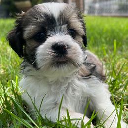 Oscar - Black gold and white male Shih Tzu puppy in Hemet, California from Aloha Shih Tzu