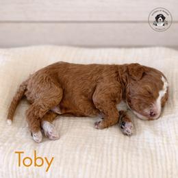 Toby - Red male Bernedoodle puppy in Greenville, Texas from Doodles of Promise