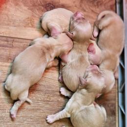 Cream male 1 - Cream male Dachshund puppy in Trade, Tennessee from TN Miniature Dachshunds & Basset Hounds