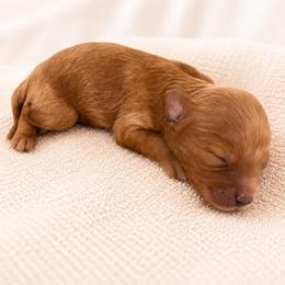 David - Red male Cavapoo puppy in Ephrata, Washington from Mustard Seed Cava Co.