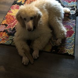 Poodle Puppies from Tails Up Standard Poodles