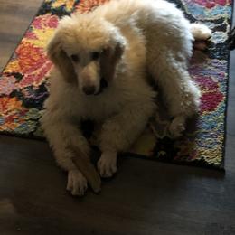 Poodle Puppies from Tails Up Standard Poodles