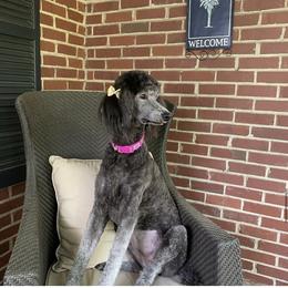 Poodle All Grown Up from Birch Creek Standard Poodles