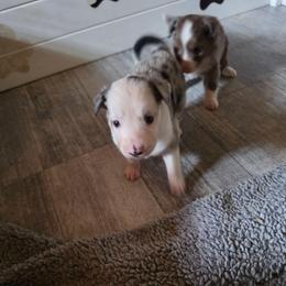 Howdy - Blue merle female Miniature Australian Shepherd puppy in Lithia, Florida from Waterford Doodle Farm