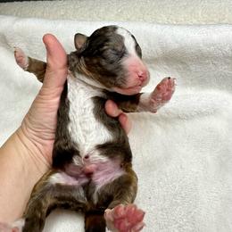 Tri Blue Merle - Blue merle male Bernedoodle puppy in Holt, Missouri from Mindys Doodles