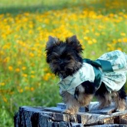 Yorkshire Terrier Puppies from Gator Garden Yorkies