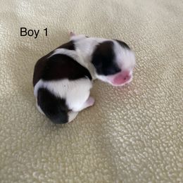 Boy 1 - Gold and white Shih Tzu puppy in Terrebonne, Oregon from Jazzie Shih Tzu