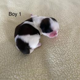 Boy 1 - Gold and white Shih Tzu puppy in Terrebonne, Oregon from Jazzie Shih Tzu