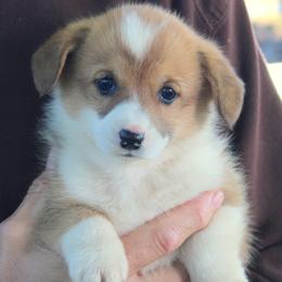 Pembroke Welsh Corgis from Lapp Livestock Farm Corgi's