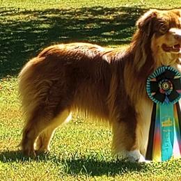 Stoli - Australian Shepherd