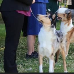 Athena - Collie