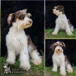 Brew - Miniature Schnauzer
