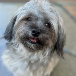 Bentley - Havanese