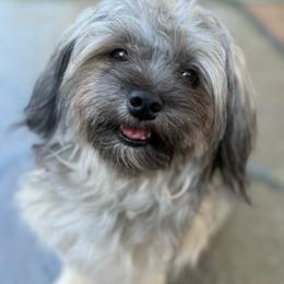 Bentley - Havanese
