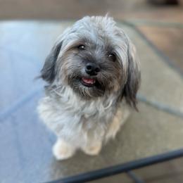 Bentley - Havanese
