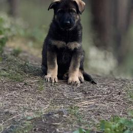 German Shepherd Puppies from Vom Haus Elbrus Kennel