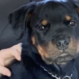 Boy 5 - Rottweiler puppy in Irvine, Kentucky from Hale Haus Rottweilers