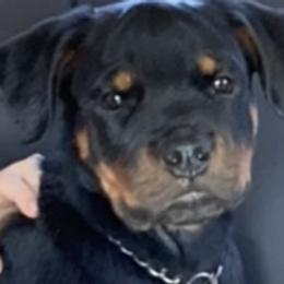 Boy 5 - Rottweiler puppy in Irvine, Kentucky from Hale Haus Rottweilers
