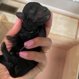 Nova - Black female Yorkipoo puppy in Stafford, Virginia from Morris Doodles Virginia