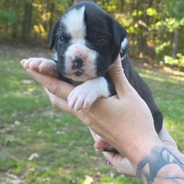 Sealed brindle - Brindle male Boxer puppy in Beech Bluff, Tennessee from Earnest's Southern kennels