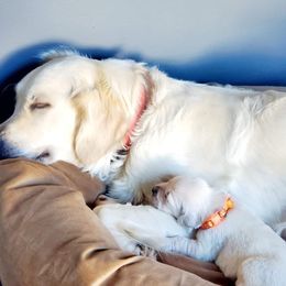 Golden Retriever Puppies from Kansas Prairie Pups