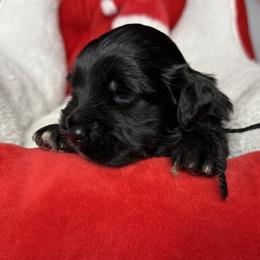 Golden Mountain Doodle puppies from Donnas Deluxe Doodles LLC