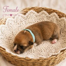Sissy - Sable and white female American Corgi puppy in Missouri from Country Legends Aussies & Corgis