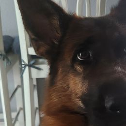 German Shepherds from Iron Crest Shepherds