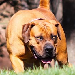 Jagger - Boerboel