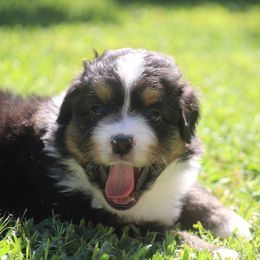 Darco - Black tri male Miniature American Shepherd puppy in Philpot, Kentucky from MarLoWin Aussies
