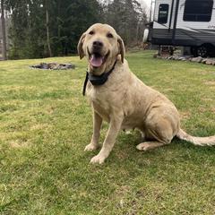River - Chesapeake Bay Retriever