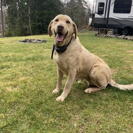 River - Chesapeake Bay Retriever