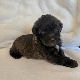 Monica ( Purple collar) - Black and white female Schnoodle puppy in Novinger, Missouri from Stormi Sky Schnoodles