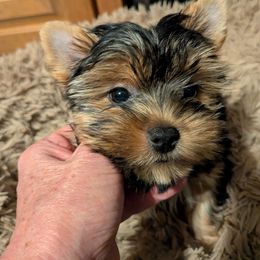 Kase(Bear) - Black and tan male Yorkshire Terrier puppy in Gatesville, Texas from KontryKritterz Yorkies