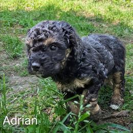 Adrian - Black and tan male Cockapoo puppy in Sunset, Louisiana from Cano Cockapoos